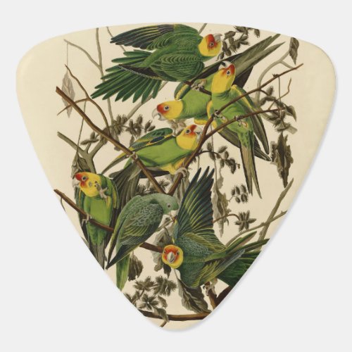 Audubon Carolina Parrot Bird illustration Guitar Pick