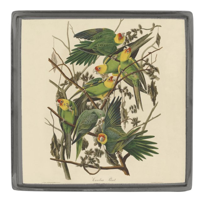 Audubon Carolina Parrot Bird illustration Gunmetal Finish Lapel Pin (Front)