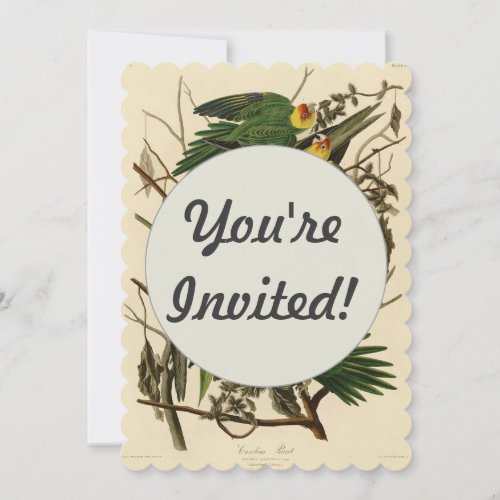 Audubon Carolina Parrot Bird illustration Invitation