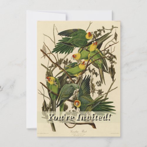 Audubon Carolina Parrot Bird illustration Invitation