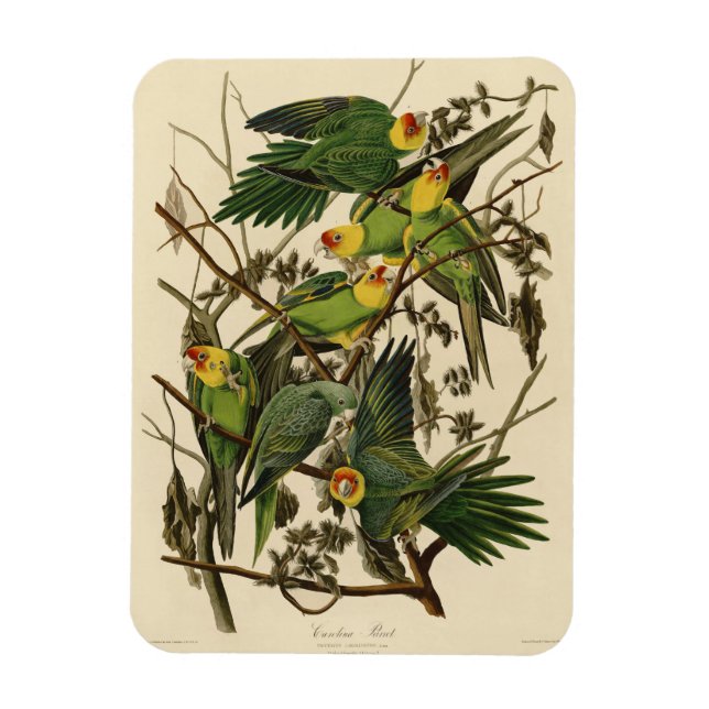 Audubon Carolina Parrot Bird illustration Magnet (Vertical)
