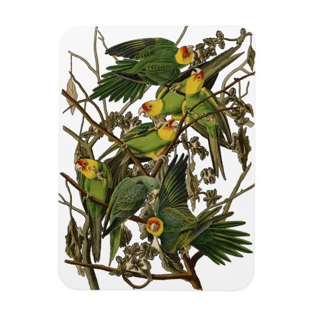 Audubon Carolina Parrot Bird illustration Magnet (Vertical)