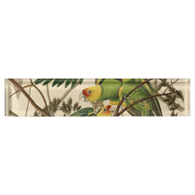 Audubon Carolina Parrot Bird illustration Nameplate (Front)