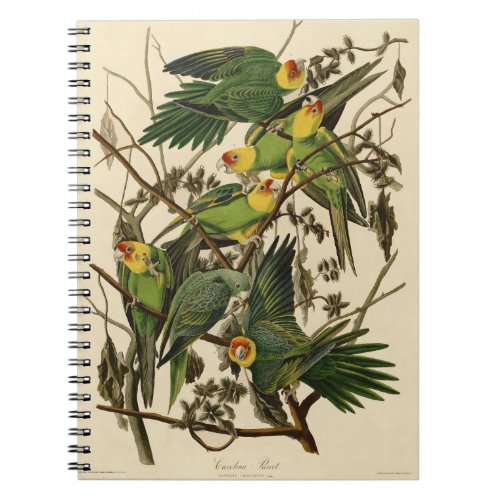 Audubon Carolina Parrot Bird illustration Notebook