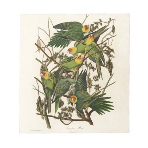 Audubon Carolina Parrot Bird illustration Notepad