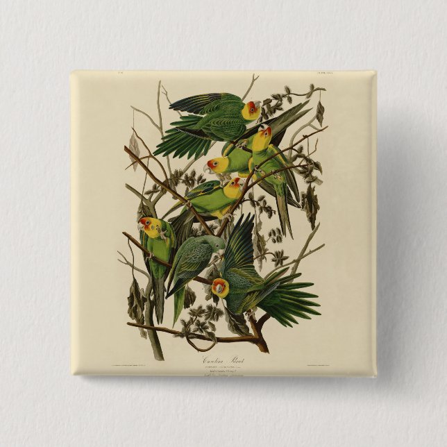 Audubon Carolina Parrot Bird illustration Pinback Button (Front)