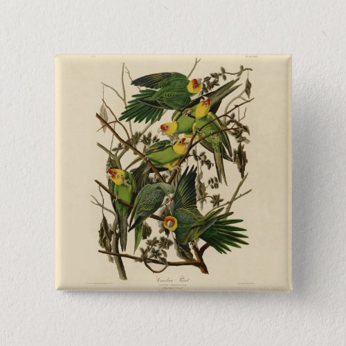 Audubon Carolina Parrot Bird illustration Pinback Button