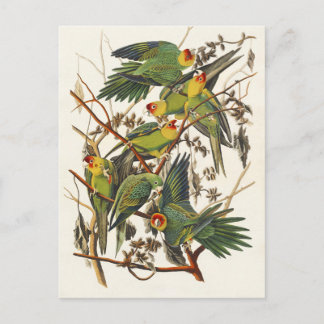 Audubon Carolina Parrot Bird illustration Postcard