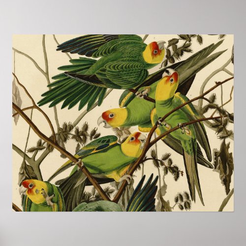 Audubon Carolina Parrot Bird illustration Poster