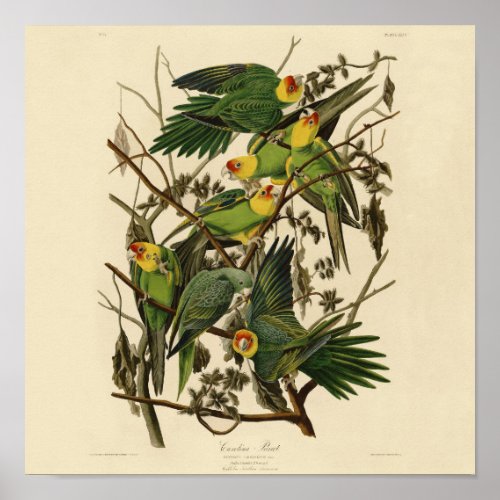 Audubon Carolina Parrot Bird illustration Poster