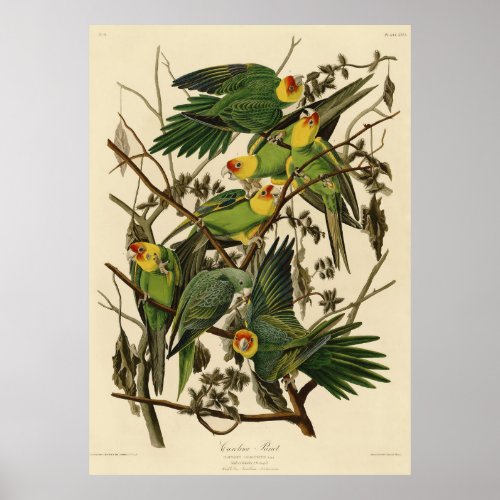 Audubon Carolina Parrot Bird illustration Poster