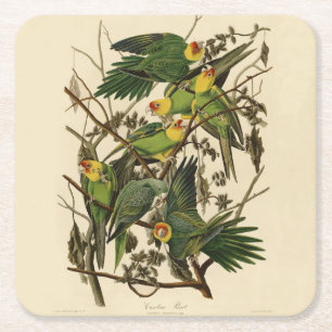 Audubon Carolina Parrot Bird illustration Square Paper Coaster