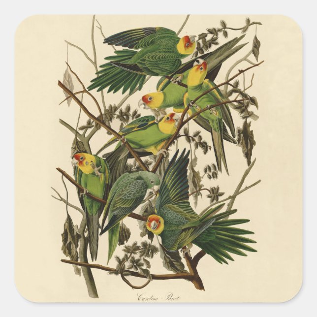 Audubon Carolina Parrot Bird illustration Square Sticker (Front)