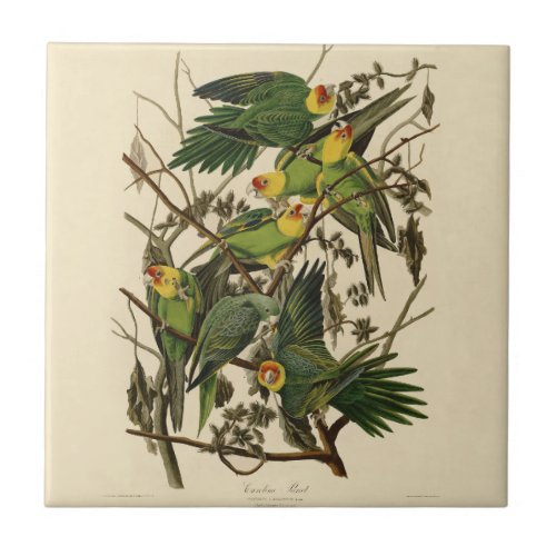 Audubon Carolina Parrot Bird illustration Tile