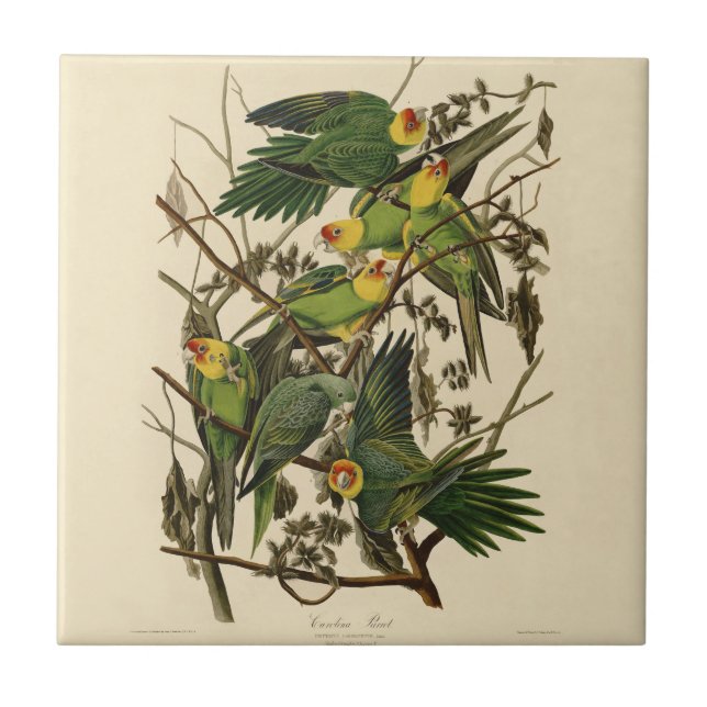 Audubon Carolina Parrot Bird illustration Tile (Front)