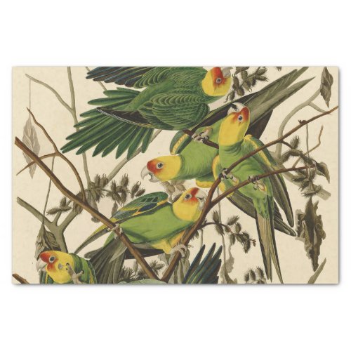 Audubon Carolina Parrot Bird illustration Tissue Paper