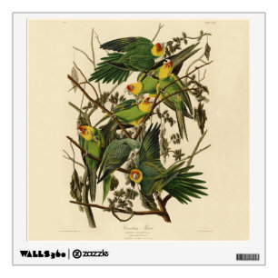 Audubon Carolina Parrot Bird illustration Wall Decal