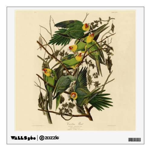 Audubon Carolina Parrot Bird illustration Wall Decal