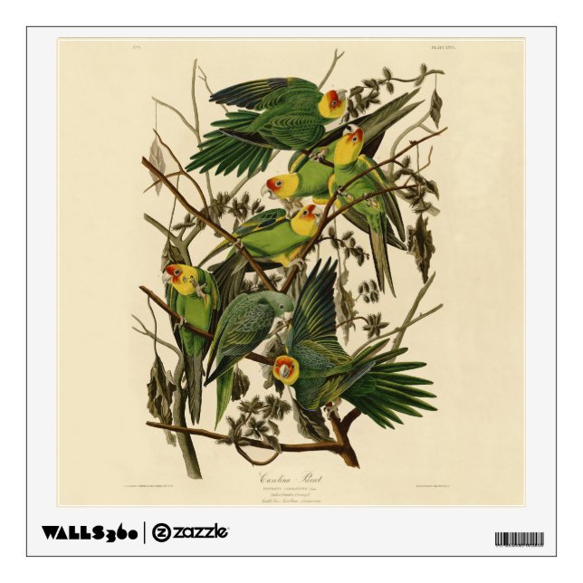 Audubon Carolina Parrot Bird illustration Wall Decal (Front)
