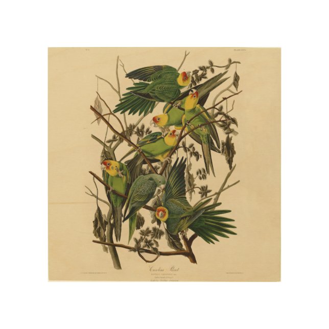 Audubon Carolina Parrot Bird illustration Wood Wall Art (Front)
