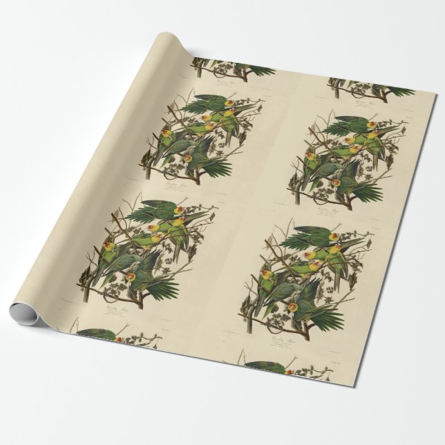 Audubon Carolina Parrot Bird illustration Wrapping Paper (Unrolled)
