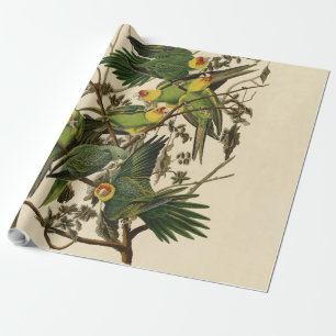 Audubon Carolina Parrot Bird illustration Wrapping Paper