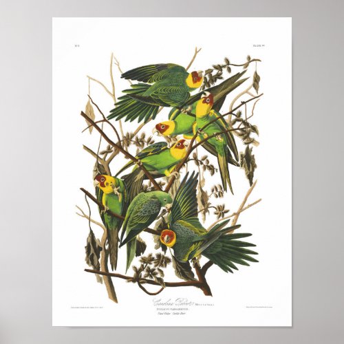 Audubon _ Carolina Parrot print