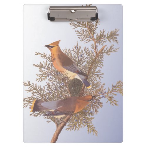 Audubon Cedar Waxwing Bird on Evergreen Juniper Clipboard