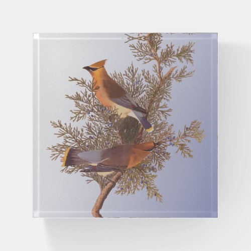 Audubon Cedar Waxwing Bird on Evergreen Juniper Paperweight