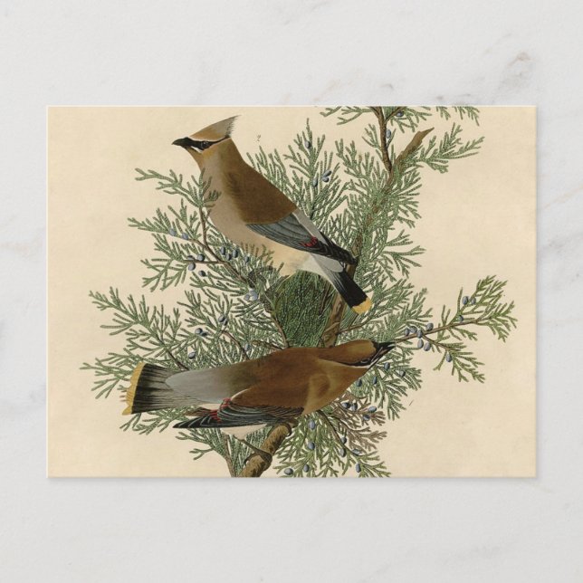 Audubon Cedar Waxwing Bird Postcard (Front)
