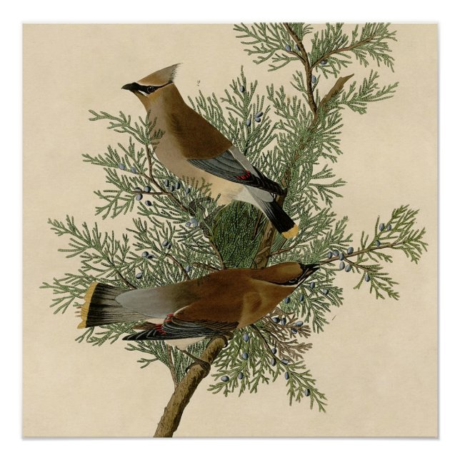 Audubon Cedar Waxwing Bird Poster (Front)