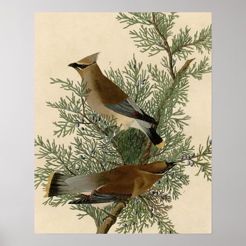 Audubon Cedar Waxwing Bird Poster