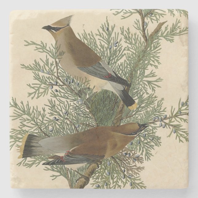 Audubon Cedar Waxwing Bird Stone Coaster (Front)