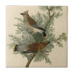 Audubon Cedar Waxwing Bird Tile<br><div class="desc">Audubon's Cedar Bird, more commonly known as the Cedar Waxwing today, was painted for Birds of America by John James Audubon between 1827 - 1838. This was Plate 43 of the series of birds painted by Audubon. The Cedar Waxwing is a medium-sized bird, marked by brown and gray, and tipped...</div>
