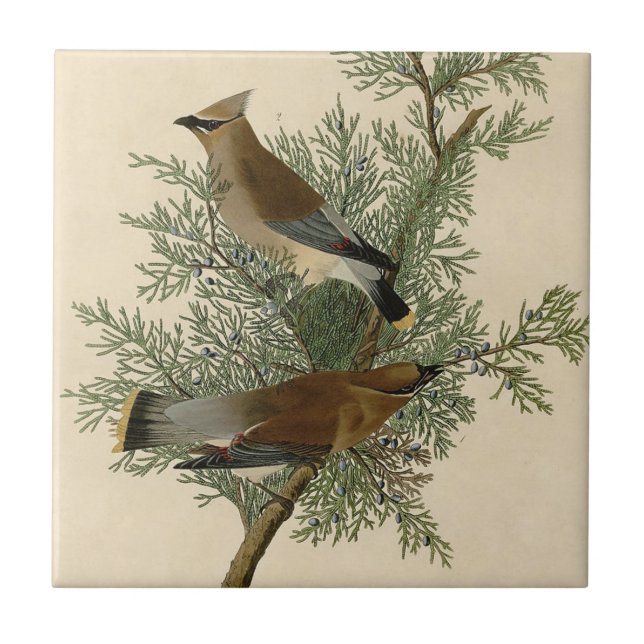 Audubon Cedar Waxwing Bird Tile (Front)