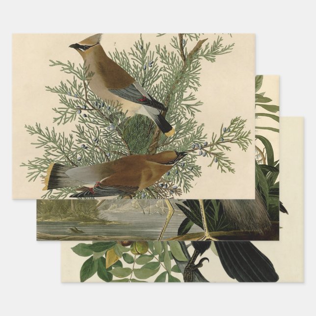 Audubon Cedar Waxwing Bird Wrapping Paper Sheets (Set)