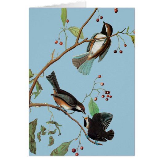 Audubon: Chickadee Cards (Front)