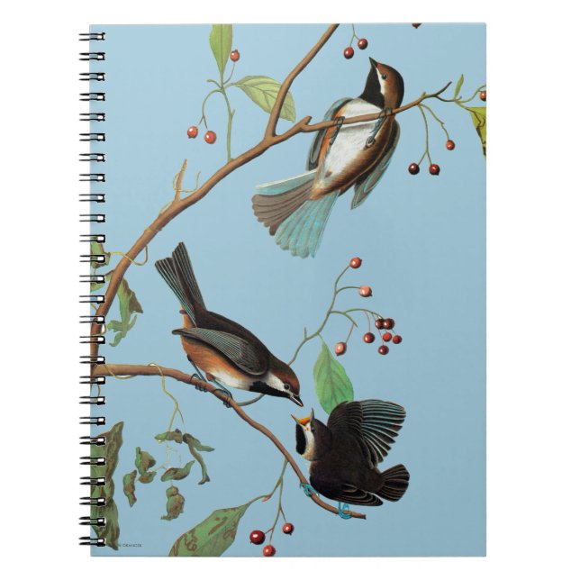 Audubon: Chickadee Notebook (Front)