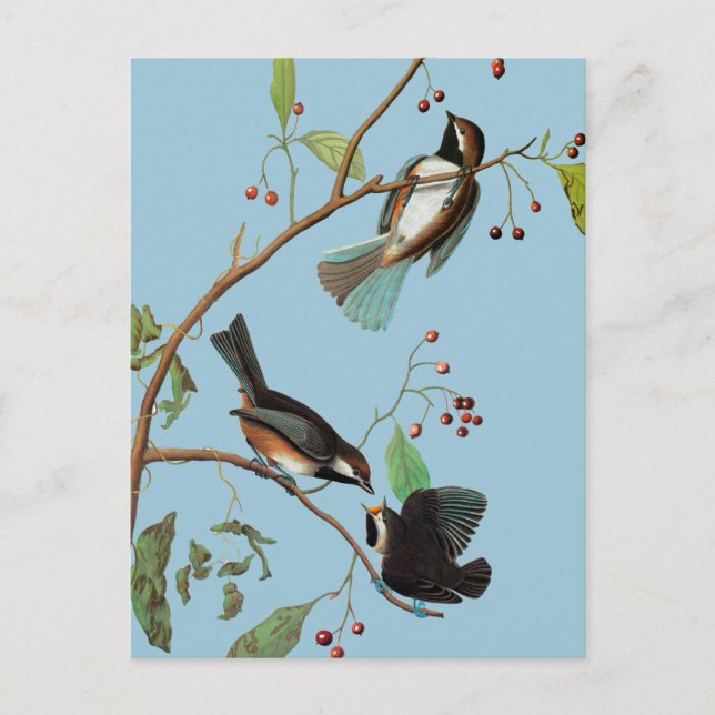 Audubon: Chickadee Postcard (Front)