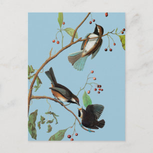 Audubon: Chickadee Postcard