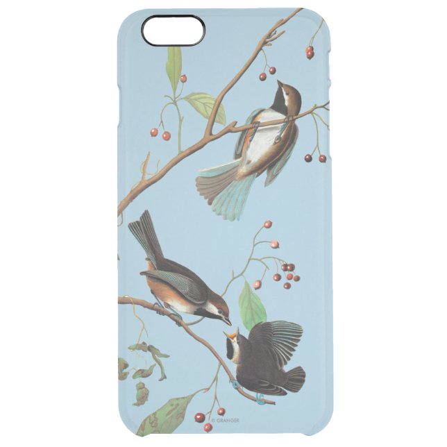 Audubon: Chickadee Uncommon iPhone Case (Back)