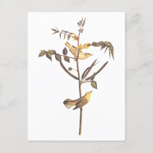 Audubon Children's Warbler Songbird Postcard