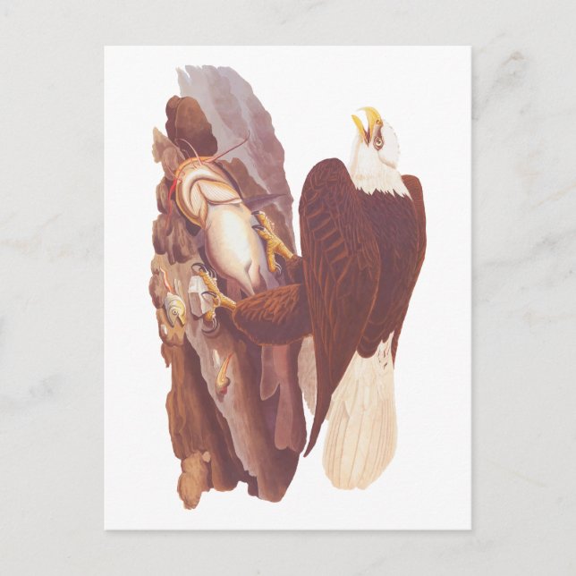 Audubon Classic Bald Eagle with Fresh Catch Fish Postcard (Front)