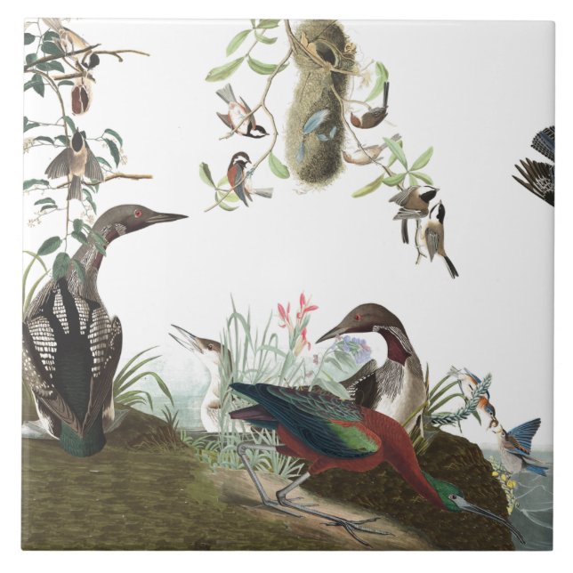 Audubon Collage Birds Wildlife Animals Tile (Front)