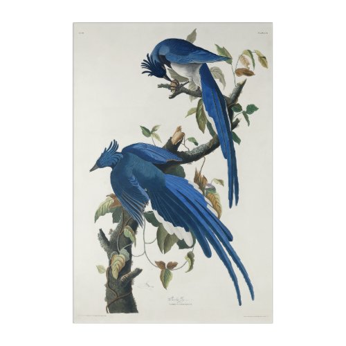 Audubon Columbia Jay Black Throated Magpie Jay Acrylic Print