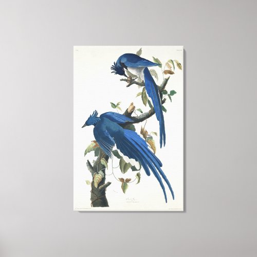 Audubon Columbia Jay Black Throated Magpie Jay Canvas Print