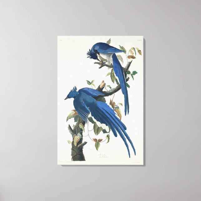 Audubon Columbia Jay Black Throated Magpie Jay Canvas Print (Front)