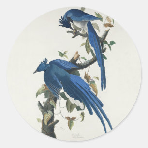 Audubon Columbia Jay Black Throated Magpie Jay Classic Round Sticker