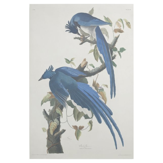 Audubon Columbia Jay Black Throated Magpie Jay Gallery Wrap (Front)