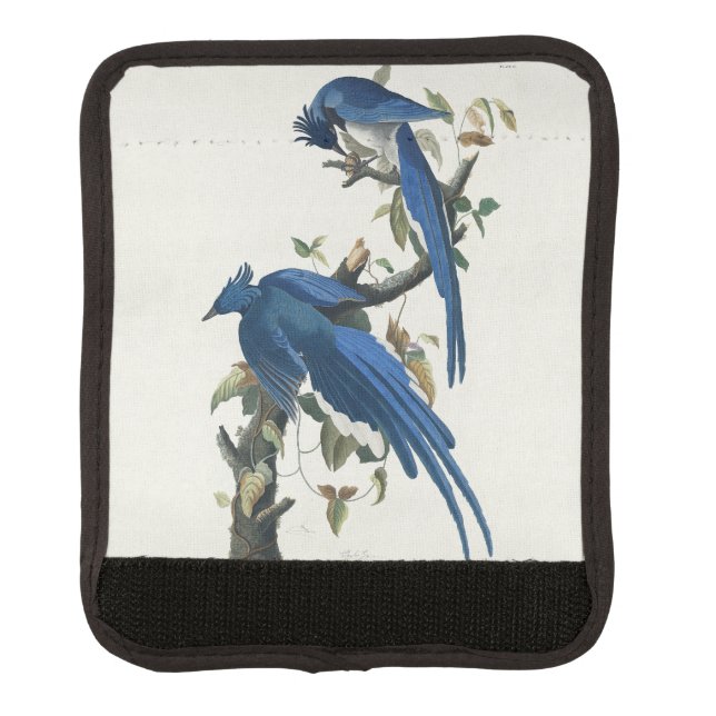 Audubon Columbia Jay Black Throated Magpie Jay Luggage Handle Wrap (Front)